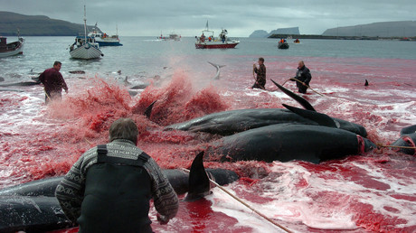 Massacre annuel des baleines dans les îles Féroé, les activistes protestent (IMAGES CHOCS)