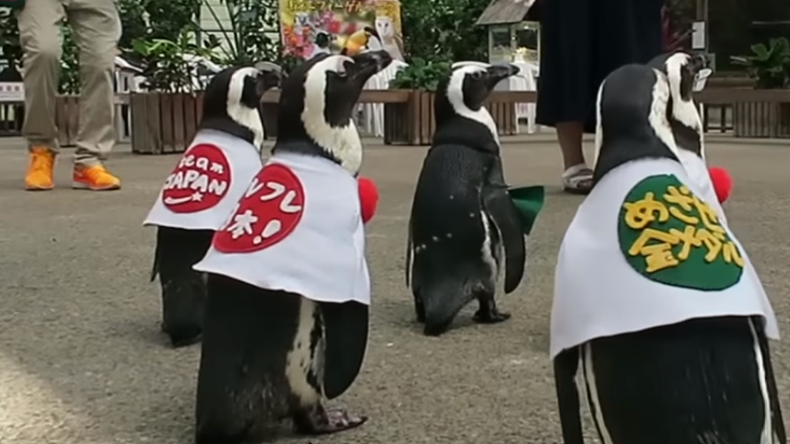 Japon : des pingouins habillés en pom pom girls pour soutenir les athlètes à Rio (VIDEO)