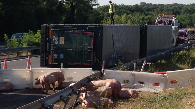 Poitiers : un camion se renverse et libère plus de 100 cochons sur l’autoroute (PHOTOS, VIDEO)