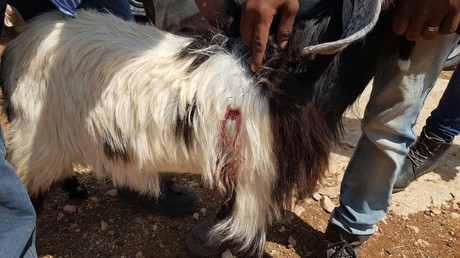 Cisjordanie : 11 chèvres poignardées, des extrémistes israéliens suspectés