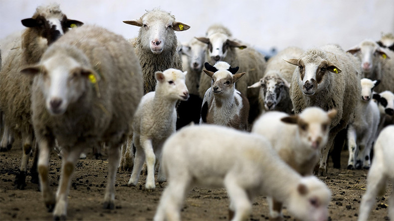 Gaza : quelque 90 Palestiniens piétinés par des moutons lors de la fête de l'Aïd
