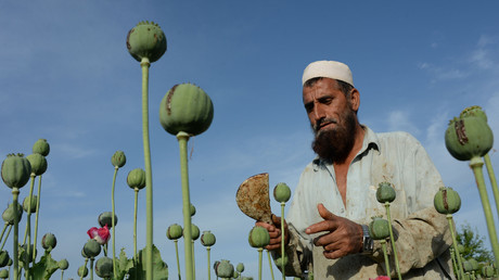 Paysan afghan dans un champ de pavot dans le district de Chaparhar, province du Nangarhar.