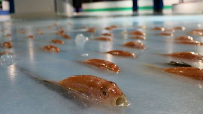 Patiner sur des poissons morts ? Une attraction japonaise fait scandale (PHOTOS)