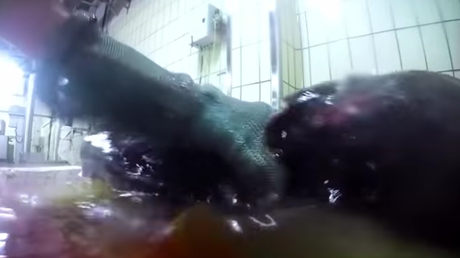 De nouvelles images insoutenables témoignent des conditions d'abattage des animaux en France (VIDEO)