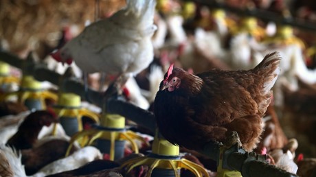 Poulets mis en quarantaine en Allemagne après une alerte de grippe aviaire
