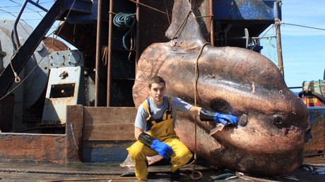 Un pêcheur russe expose sur internet les monstres des mers qu'il remonte de ses filets (PHOTOS)