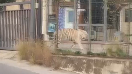 Italie : un tigre du Bengale sème la panique dans les rues de Monreale (VIDEO)