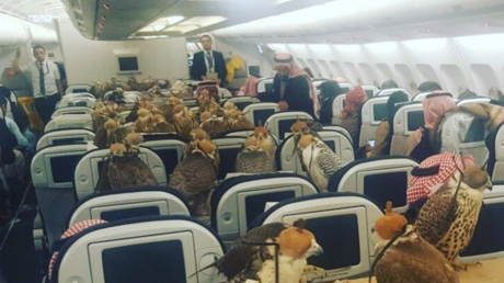 Des faucons dans l'avion ! Quand un prince saoudien réserve un vol pour ses animaux favoris