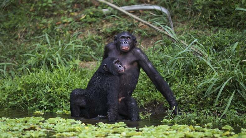 Testé sur des singes, le gel contraceptif pour hommes pourrait bientôt être commercialisé