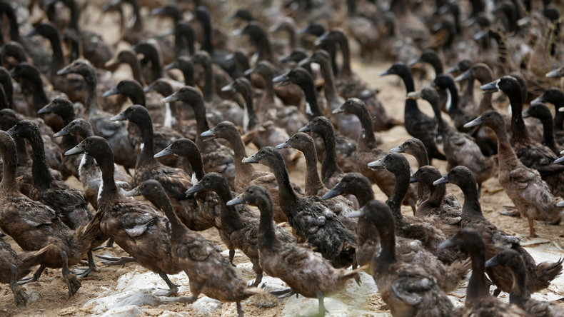 Grippe aviaire : tous les canards des Landes vont être abattus, selon Le Foll