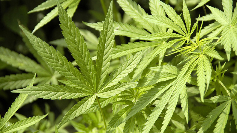 La police britannique découvre une énorme plantation de cannabis dans un bunker anti-nucléaire