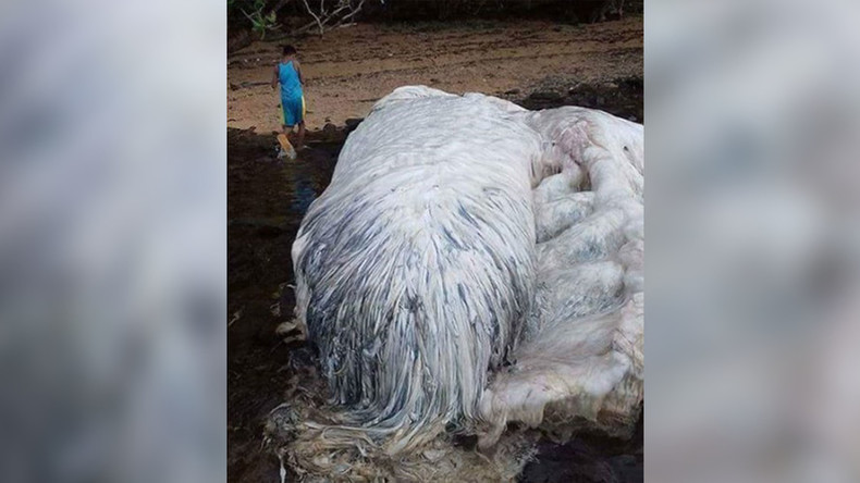 Des carcasses de terrifiants «monstre des mers» retrouvées sur une plage des Philippines (PHOTOS)