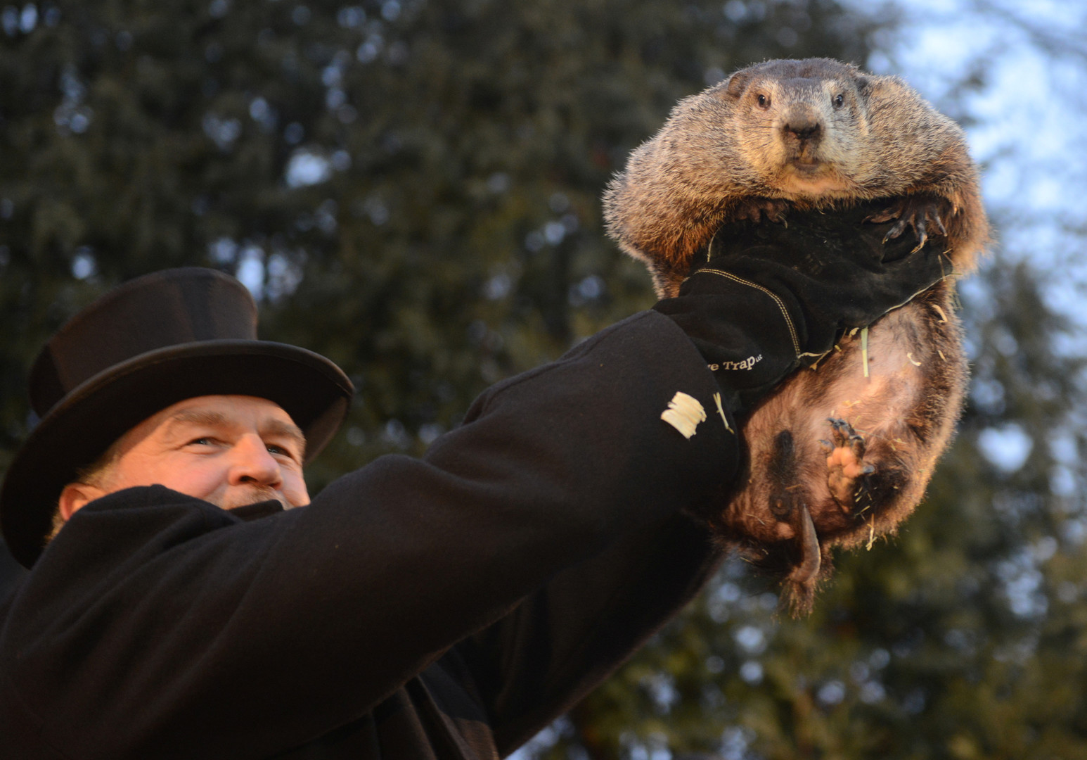 Jour de la marmotte aux Etats-Unis : qu’a prévu le rongeur pour la météo ? (VIDEO)