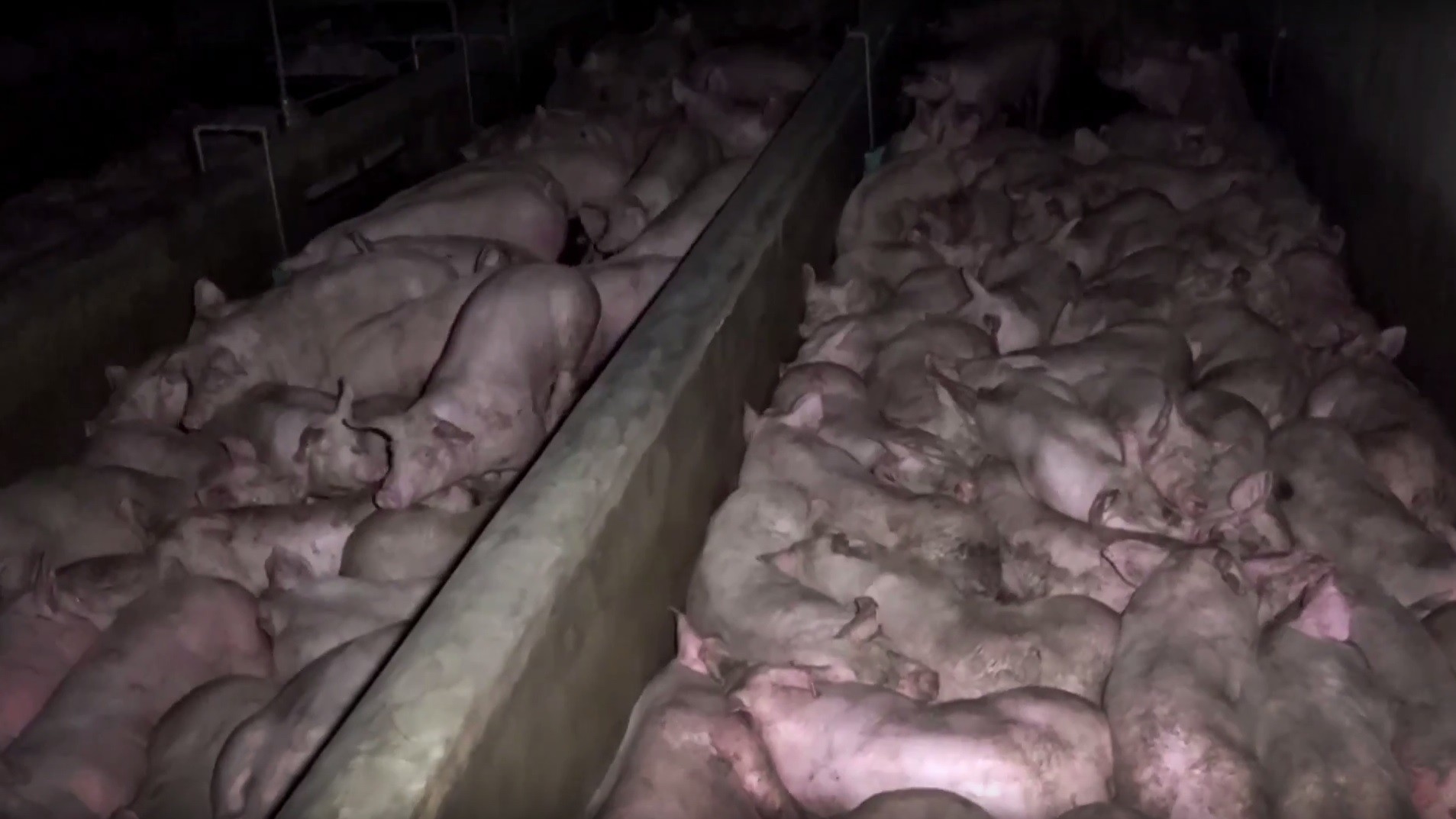 L214 dénonce le traitement des cochons dans un abattoir d'Ile-de-France (VIDEO CHOC)