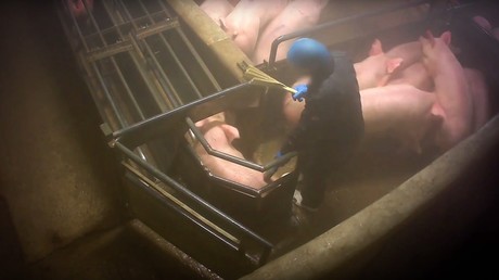 Un employé de l'abattoir de Houdan en train d'éléctrocuter un cochon
