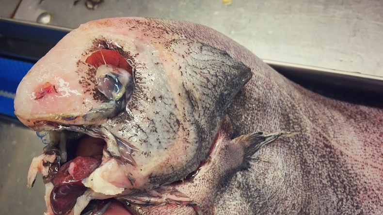 Des monstres marins hantent les océans... un marin russe en fournit les preuves (PHOTOS, VIDEO)