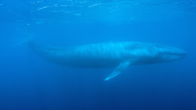 «Blue Whale» : le jeu en ligne russe qui pousse les jeunes au suicide