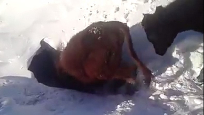 Mystères du Kazakhstan : un troupeau de vaches disparaît dans un trou enneigé (VIDEO)