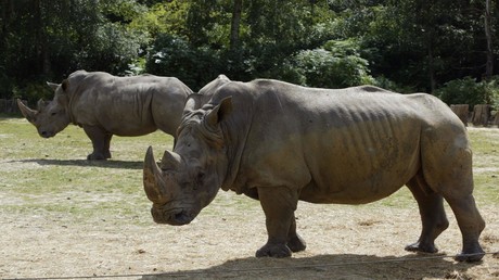 Un rhinocéros du zoo de Thoiry retrouvé mort et sa corne sciée