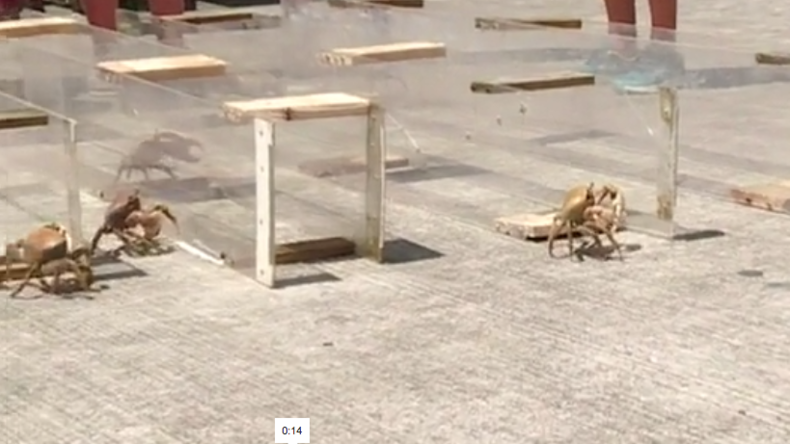 «Marine» en tête au premier tour : c’est une course de crabes en Guadeloupe qui le prédit