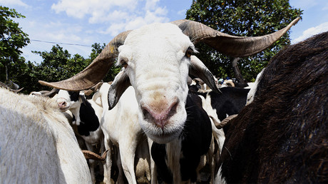 Au Zimbabwe, les chèvres sont acceptées pour payer les frais scolaires