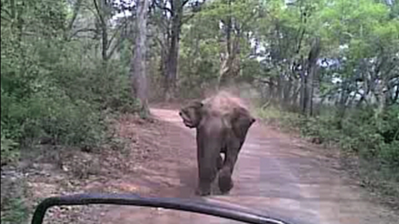 Course-poursuite : un éléphant talonne des touristes dans un parc national indien (VIDEO)
