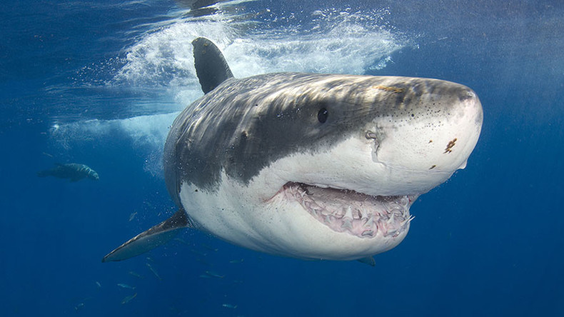 Australie : un requin de 2,7 mètres saute sur une petite embarcation