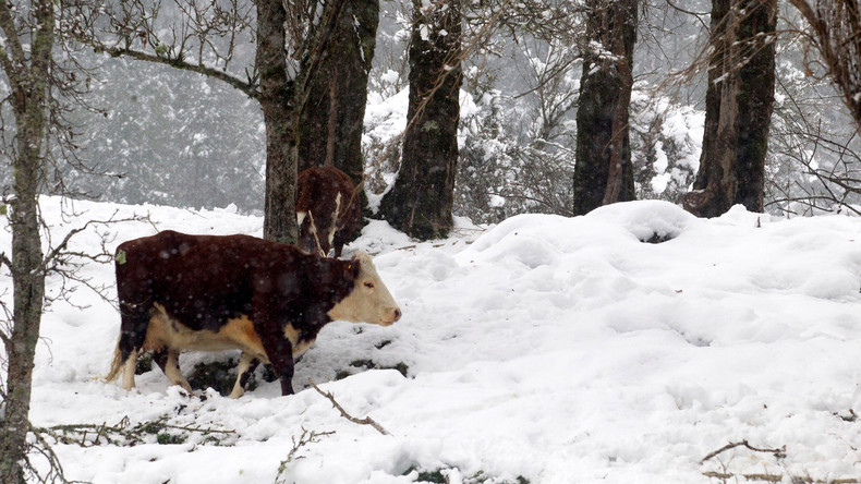 Oui, 7% des Américains pensent que le lait chocolaté provient de vaches marron