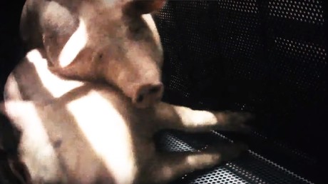 L214 diffuse de choquantes images de cochons gazés à l'abattoir de Houdan
