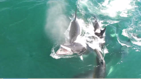 D'impressionnantes images d'orques chassant une baleine filmées par un drone (VIDEO)
