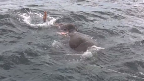 Un éléphant au bord de la noyade regagne le rivage après une opération de sauvetage (VIDEO)