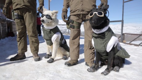 Lunettes de soleil et vestes d’hiver : des chiens chiliens équipés pour la patrouille en montagne