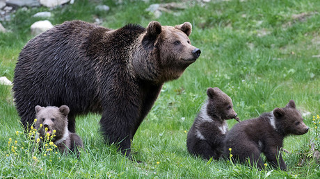 209 brebis tuées par un ours dans les Pyrénées : Nicolas Hulot attendu au tournant par les éleveurs