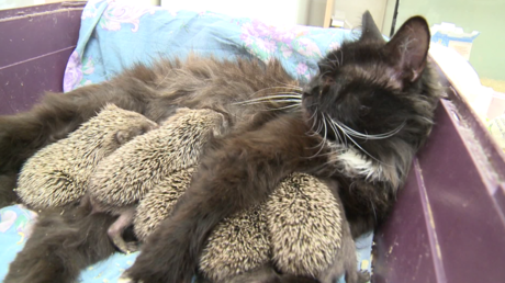 Instinct maternel : une chatte russe adopte huit hérissons orphelins