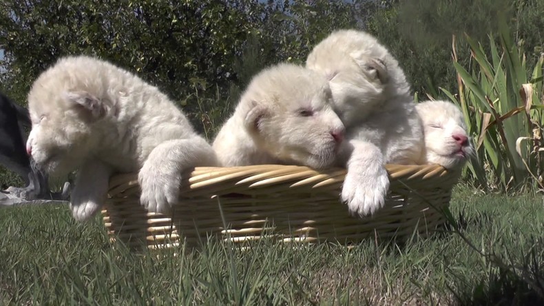 Quatre adorables lionceaux blancs sont nés dans un parc de Crimée