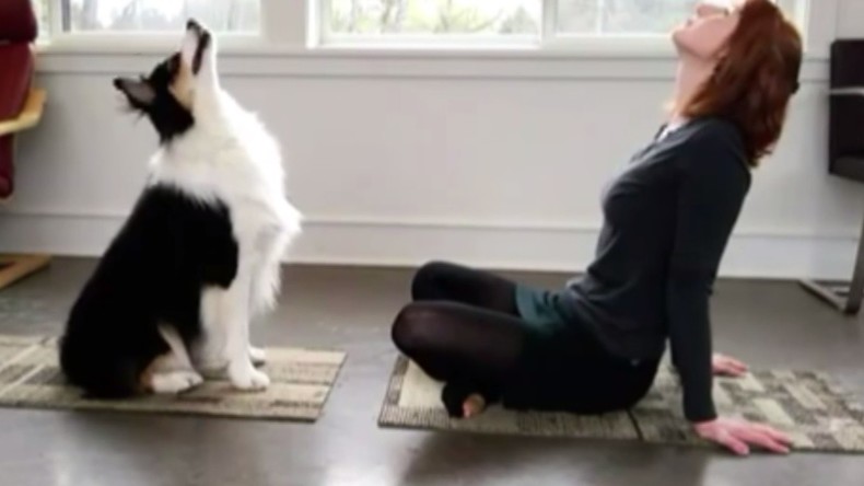 Des exercices de yoga pour vous et…votre chien ! 