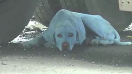 Inde : des chiens errants deviennent bleus à cause d'eaux contaminées à Bombay
