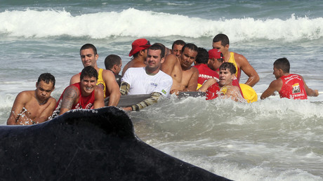 Brésil : une baleine à bosse qui s’est échouée sur une plage retourne à l’océan