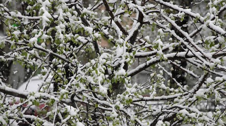 Dernier jour d’été : des feux de forêt en Sibérie éteints… par la tombée de la neige