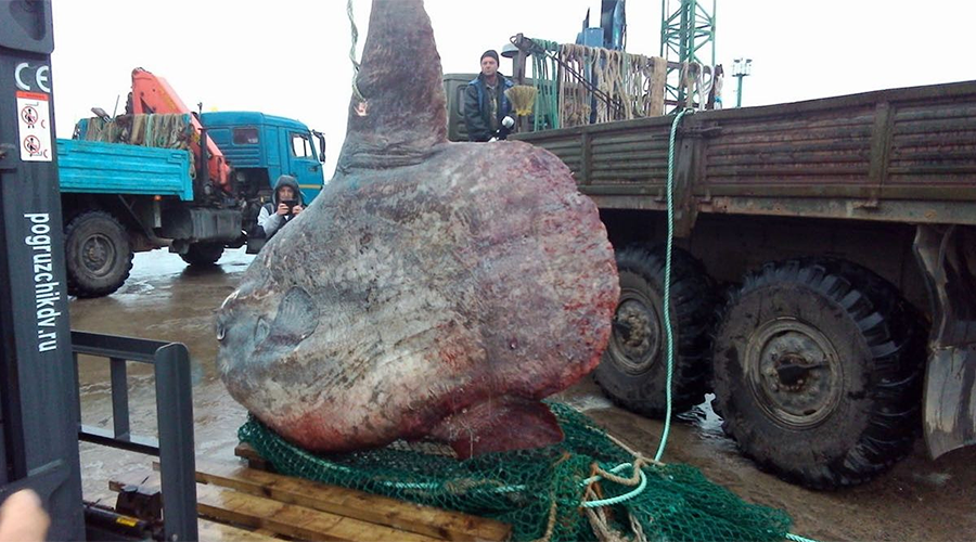 Un monstre des mers d’une tonne pêché dans l’Extrême-Orient russe... et jeté aux ours (PHOTO)