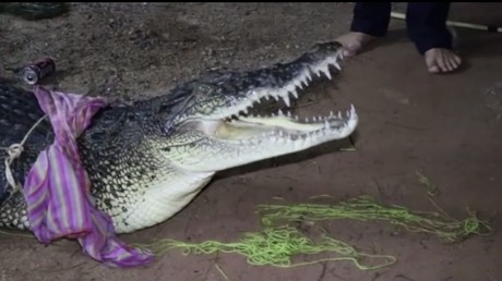 Un crocodile de 3 mètres de long capturé sur une plage touristique en Thaïlande 
