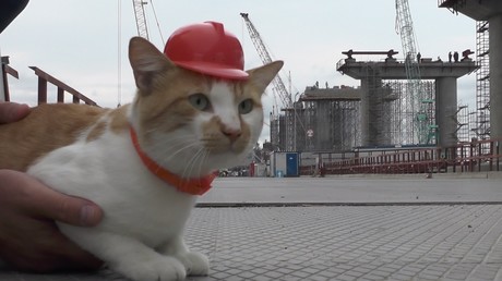Un chat promu contremaître de la construction du pont de Crimée