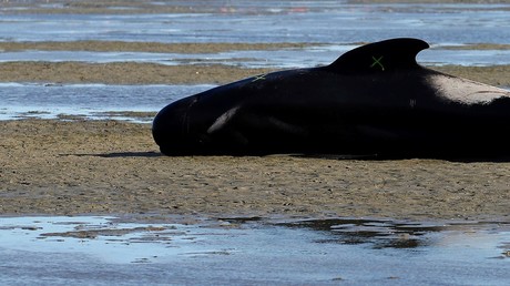 Une baleine morte pesant plus de 25 tonnes a été retrouvée sur une plage du Nicaragua