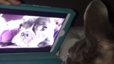 Les chiens ne nous ressemblent-ils pas ? Ils peuvent même discuter en conférence vidéo !