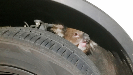 Australie : un koala sauvé après avoir voyagé sur 16 kilomètres dans un passage de roue