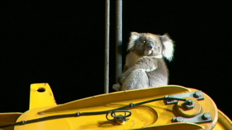 Sauvetage émouvant d’un koala coincé sur une tour de forage en Australie