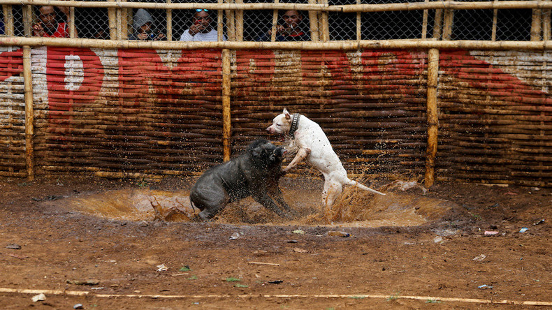 Pitbull vs sanglier : le spectacle indonésien qui choque les défenseurs des animaux (IMAGES)