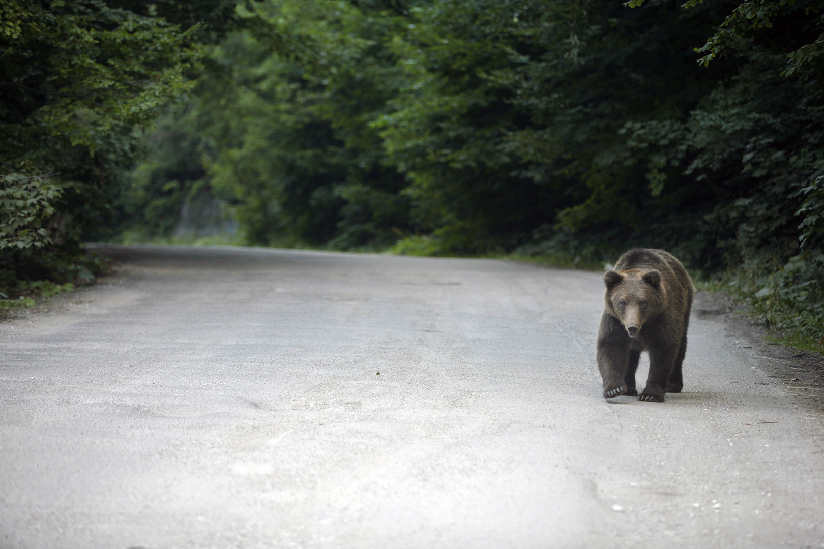 Бурый медведь на дороге