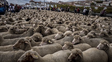 1 200 brebis dans les rues de Lyon : des éleveurs manifestent contre le futur plan loup (IMAGES)