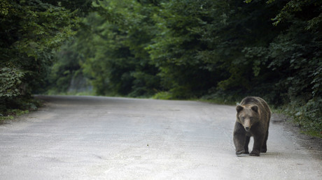 Affamés, des ours bruns font régner la terreur en Russie : déjà deux morts